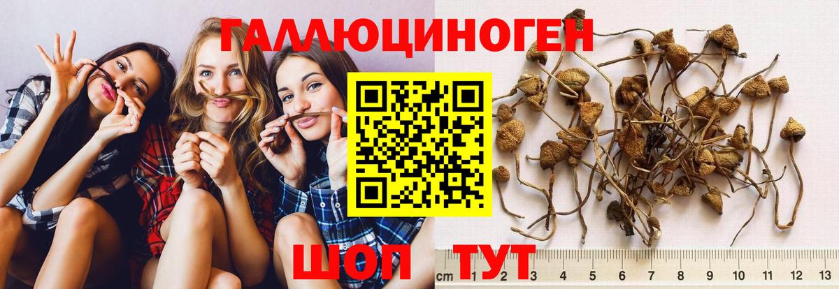 Звенигород  цены   Вход с VPN  Псилоцибиновые грибы Psilocybine cubensis 